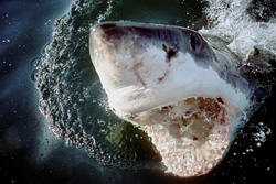Majestic Great White Shark breaks through the water surface in South Africa
