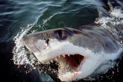 Great White Shark