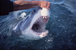 Fascinating touch with a Great White Shark on the nose tip