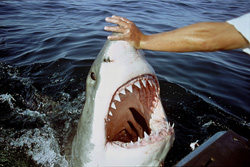Unique Experience: Touching the nose of the Great White Shark leads to captivating behavior
