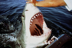 Capture spectaculaire d'un grand requin blanc avec la gueule grande ouverte