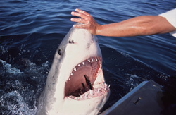Through the touch of its nose with the hand, the Great White Shark opens its mouth