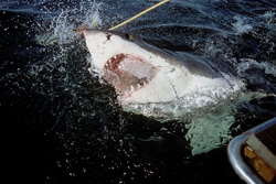 Impressive Great White Shark emerges from the depths of the ocean off the coast of South Africa