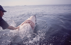 Intimate encounter with a Great White Shark - Carcharodon carcharias in action