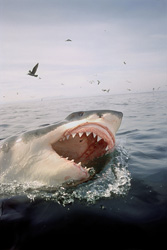 A majestic Great White Shark and elegant sea birds in South Africa