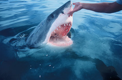 White Shark - Hand Touch