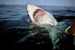 Suddenly there is movement in the peaceful picture and a Great White Shark breaks through the water surface. Its mouth is open and the white underside of its body shines in the dark water.