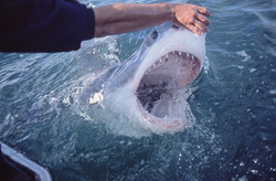 Touching the sensitive area on the shark's snout has unusual consequences: Irritated, the shark opens its mouth, revealing the sharp triangular teeth in its upper jaw and the needle-like teeth in its lower jaw, coming relatively far out of the water.