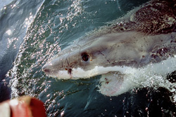 An impressive photo of a great white shark in its natural habitat