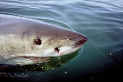 An imposing Great White Shark with Ampullae of Lorenzini on the water surface