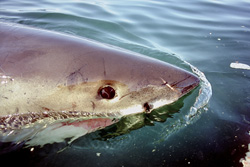 An impressive Great White Shark at the water surface