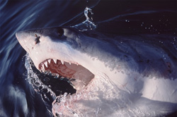 An impressive sight: The Great White Shark in all its glory