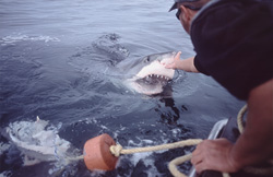 Through the touch of its nose with the hand, the Great White Shark opens its mouth.
