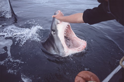 Impressive encounter with a Great White Shark in South Africa