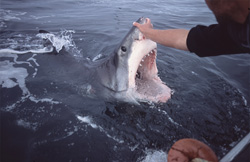 Captivating encounter with an impressive Great White Shark at the water surface