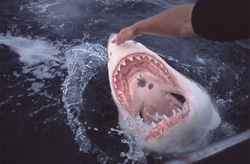 An intriguing look inside the mouth of the vertically surfacing Great White Shark
