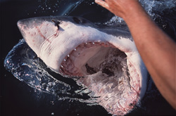 A breathtaking view of a Great White Shark in action
