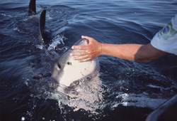 Unusual reaction of a Great White Shark to a touch on the snout tip