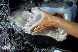 Touching the nose of the Great White Shark prompted him to open his mouth, to pause for a brief moment, and then slide back into the water.