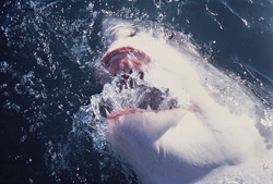 Fascinating sight: Great White Shark snapping at the water near Gansbaai