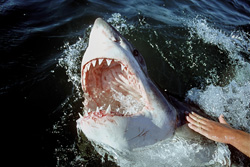 Experience the power and grace of the great white shark in the waters off Gansbaai