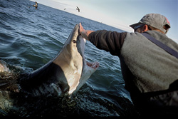 Fascinating Encounter with the Great White Shark off the Coast of Gansbaai