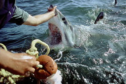 An Impressive Moment with a Great White Shark at the Ocean Surface