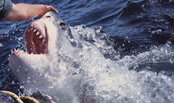 Through the touch of its nose with the hand, the Great White Shark opens its mouth.