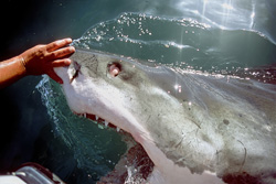 Explore the unique behavior of the Great White Shark, rolling its eyes back for protection