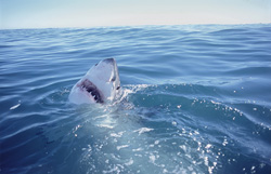 The fearsome great white shark in action off the coast of South Africa