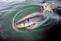 Fascination and Danger - The Great White Shark off the coast of Gansbaai