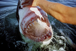 Experience the fascination of the Great White Shark with its impressive jaws and sharp teeth