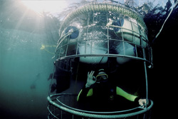 Plongeur fascinant dans une cage de requin devant l'île Dyer, Afrique du Sud - Rencontre avec un grand requin blanc