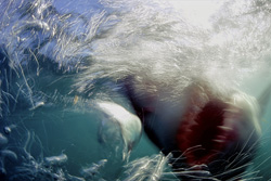 Fascinating encounter with the Great White Shark off the coast of South Africa