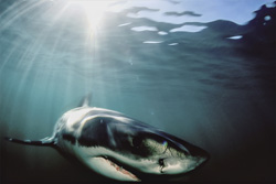 Der Topräuber Weiße Hai steht an der Spitze der Nahrungskette und erfüllt eine wichtige Aufgabe zur Erhaltung des ökologischen Gleichgewichts im Meer.