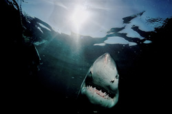 Fascinated Great White Shark Admiring the Sun