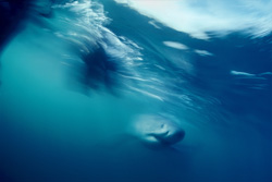 Majestic Encounter with a Great White Shark off the Coast of South Africa