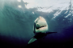Fascinating shot of a Great White Shark off the coast of South Africa