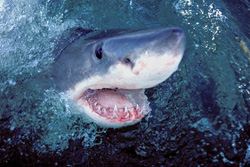 Great White Shark - Fearless Hunter of the Seas in Its Natural Habitat
