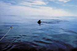 Majestic dorsal fin of a Great White shark in the wild