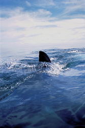 Majestic white shark dorsal fin near Dyer Island: Symbol of Strength and Elegance