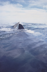 Fascinating Great White Shark with Distinctive Dorsal Fin off South Africa