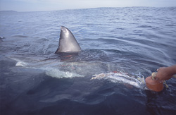 An impressive Great White Shark with a prominently visible dorsal fin