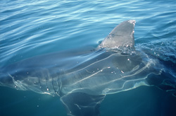 The distinctive triangular dorsal fin of the Great White Shark in full glory