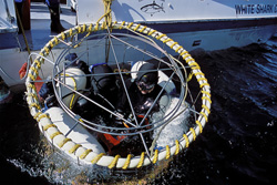 Exciting Shark Adventure in a Shark Cage near Dyer Island, South Africa