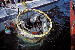 Immerse yourself in the world of Great White Sharks off Dyer Island