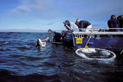 Fascinating Great White Shark Expert Andre Hartman in Action off the Coast of Dyer Island