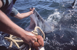 Through the touch of its nose with the hand, the Great White Shark opens its mouth.