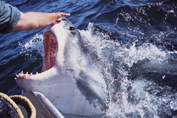 Experience the breathtaking interaction with the Great White Shark up close