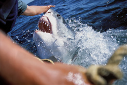 The Great White Shark and its impressive jaws - up close with Michael Rutzen